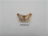 藏品(尺蛾165)的圖片